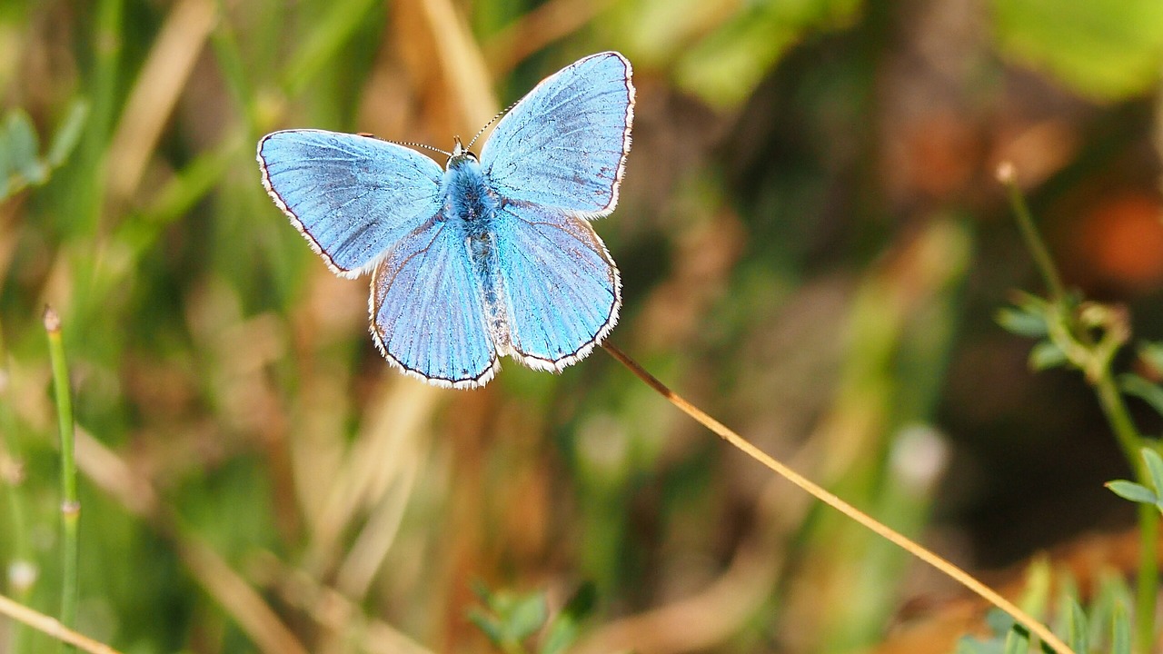 Image - nature butterfly blue blue provence