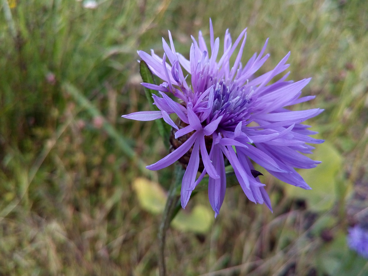 Image - flower plant wild centaurea meadow