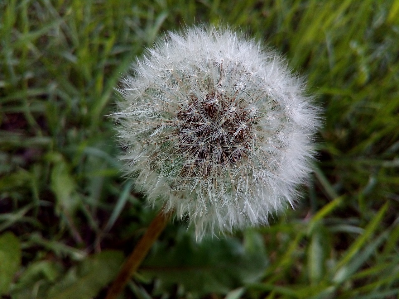 Image - dandelion field wild herbs seeds