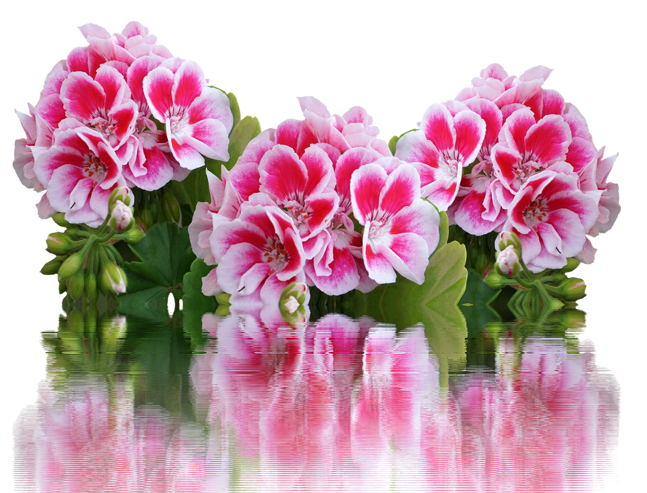 Image - geranium summer garden