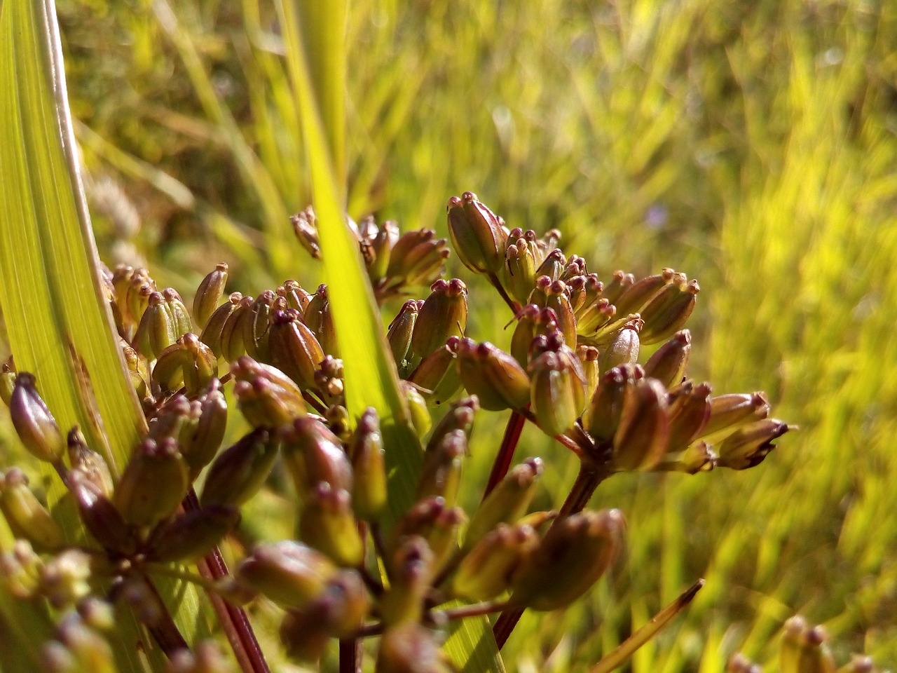 Image - seeds herbs umbrella wild herbs