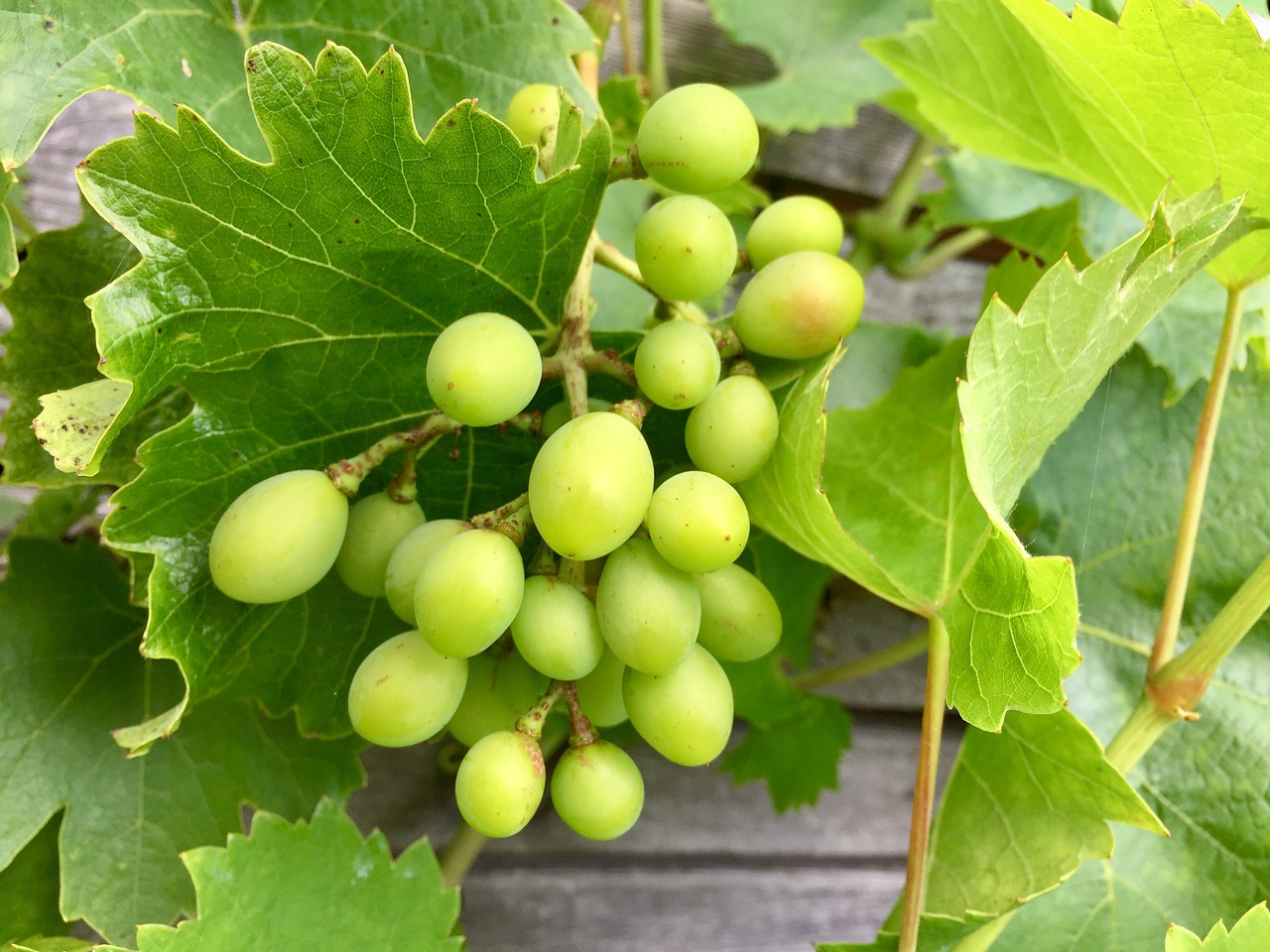 Image - grapes immature fruit vine green