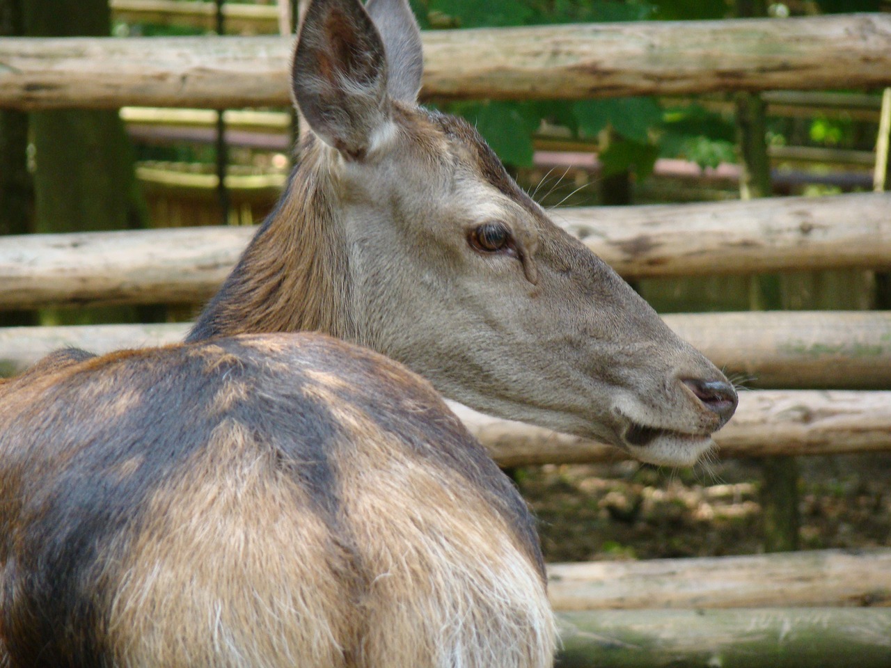 Image - sarna animal mammal wild animal