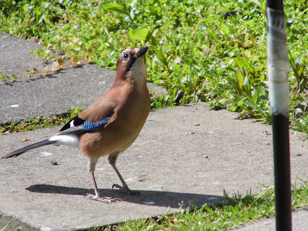 Image - blue jay bird feeder blue jay