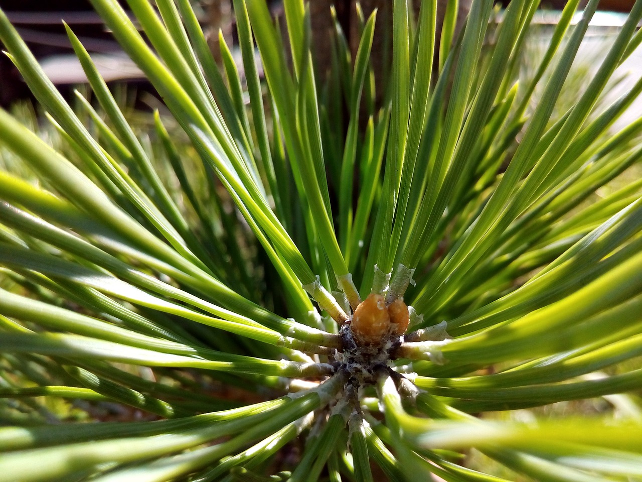 Image - pine needles summer resin closeup