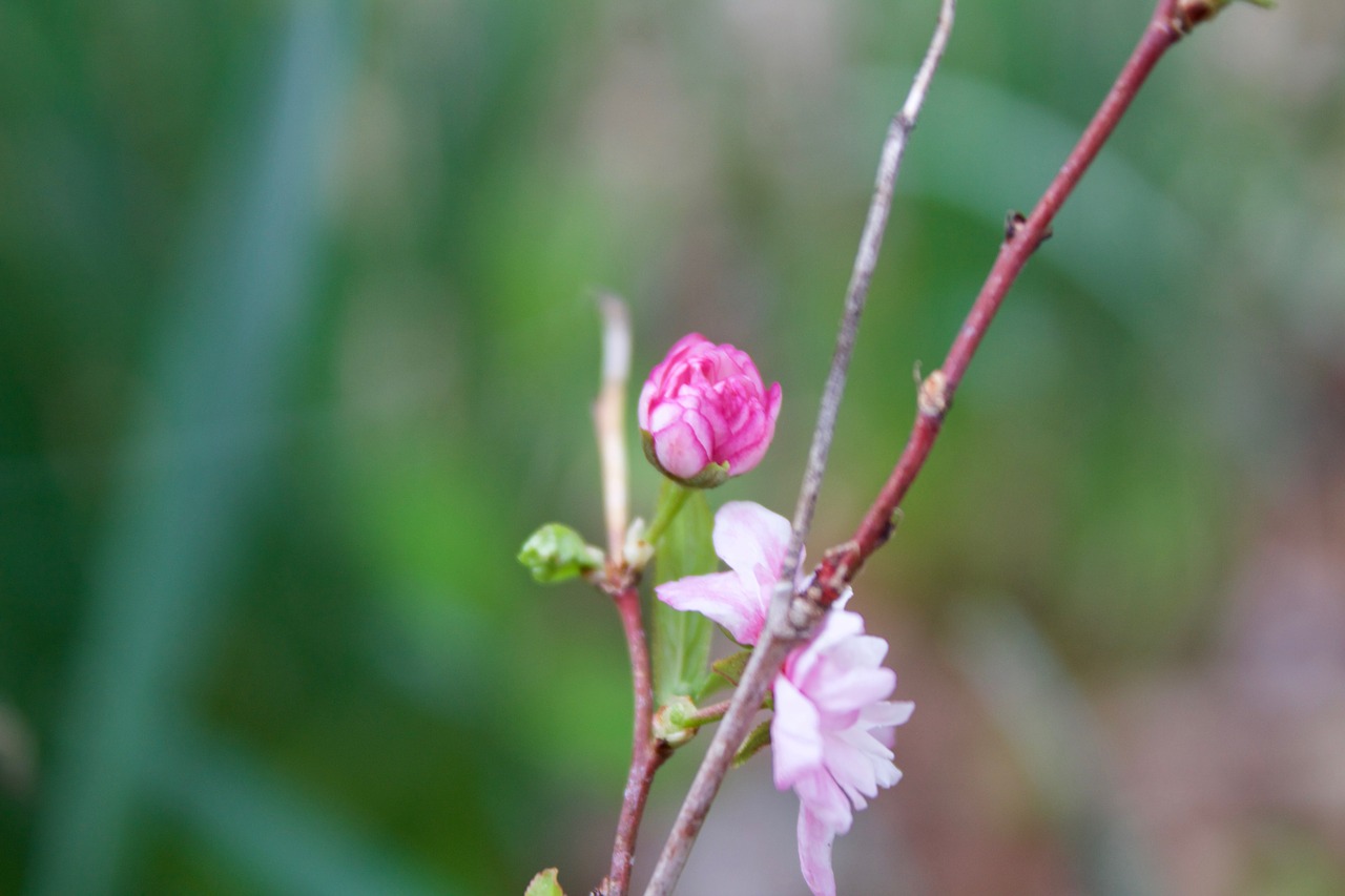 Image - tiny flower flower pink macro