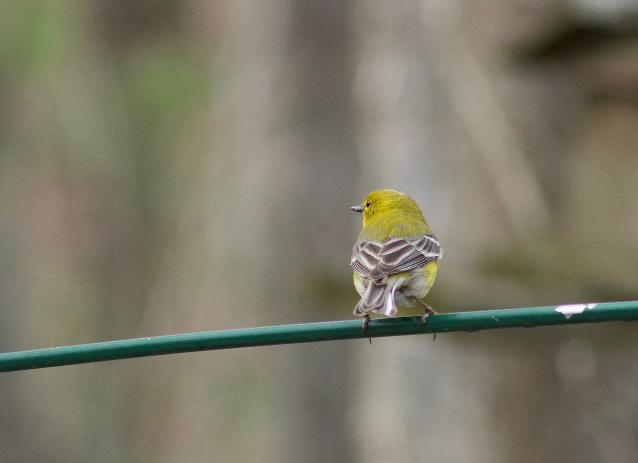 Image - bird yellow perch cute small