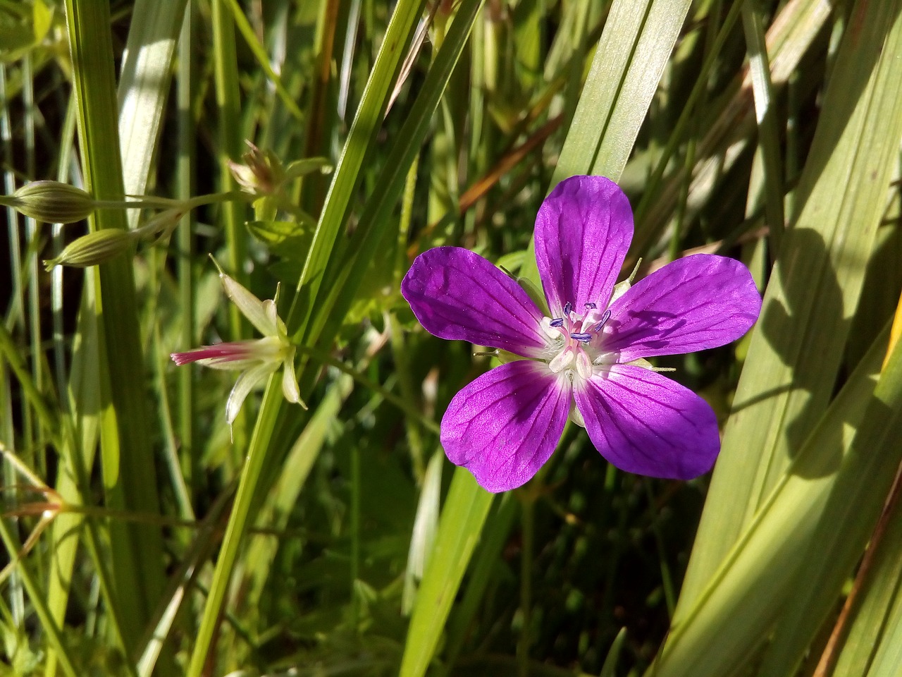 Image - meadow geranium flower pistil