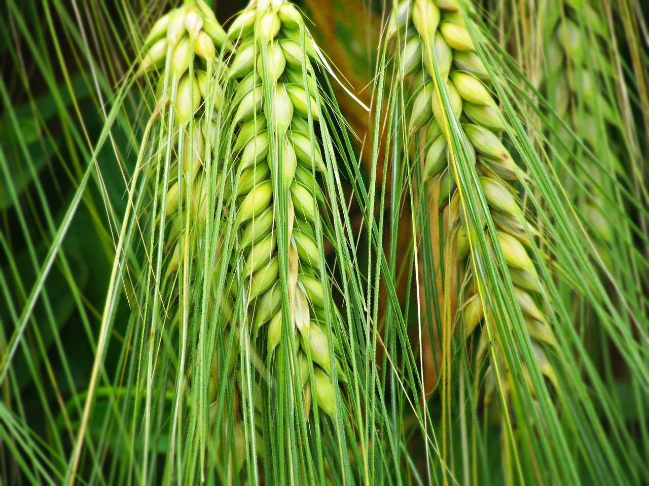 Image - kłos ears corn field