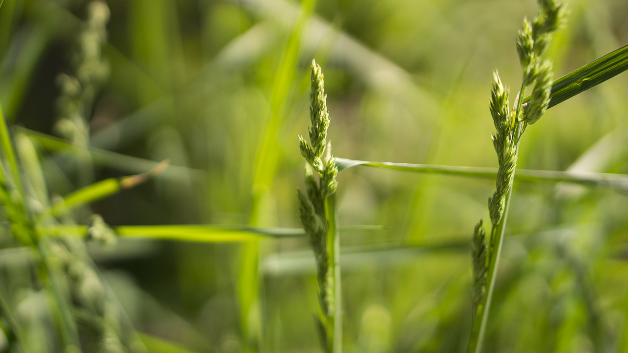 Image - nature grass stems stalks sway