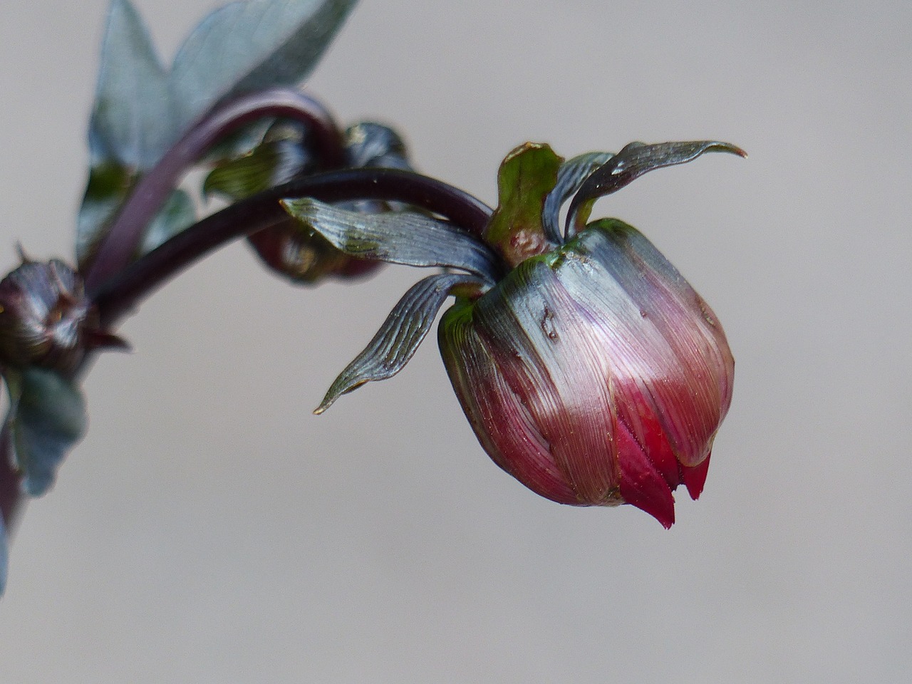 Image - the flower bud dahlia summer color