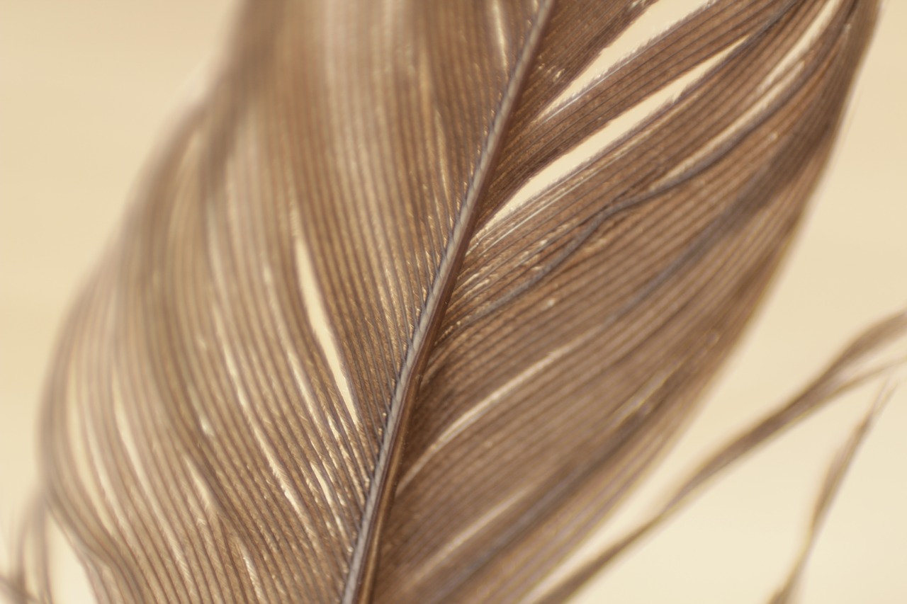 Image - feathers plumage texture pattern