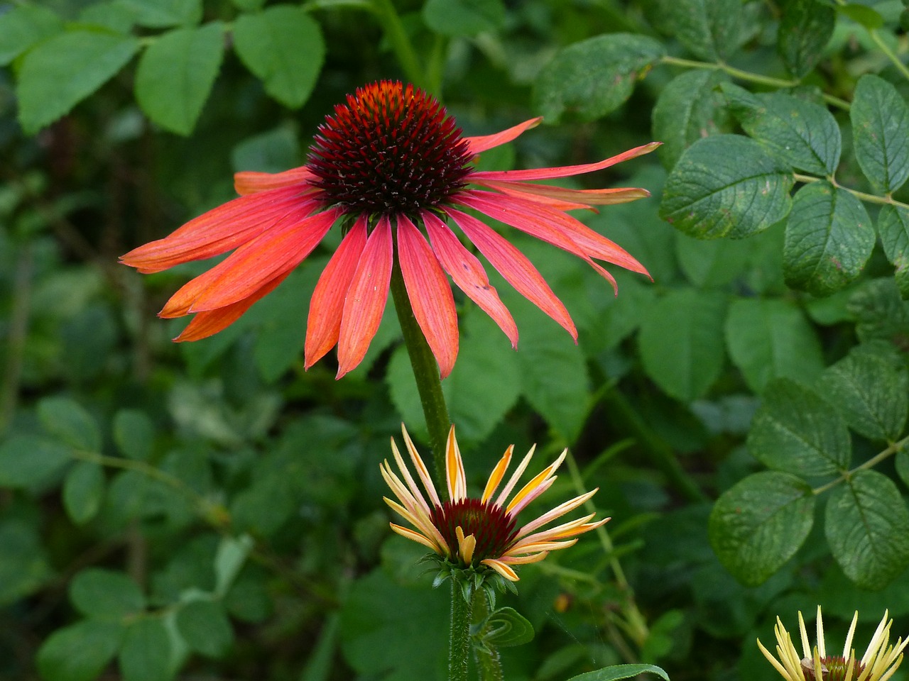 Image - sun hat red flower plant garden