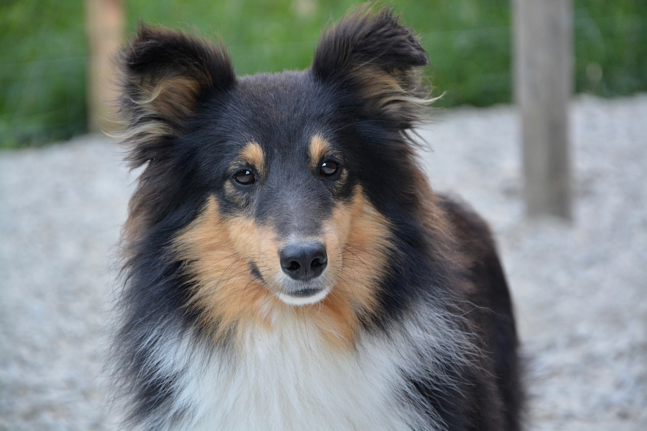 Image - shepherd shetland tricolor male