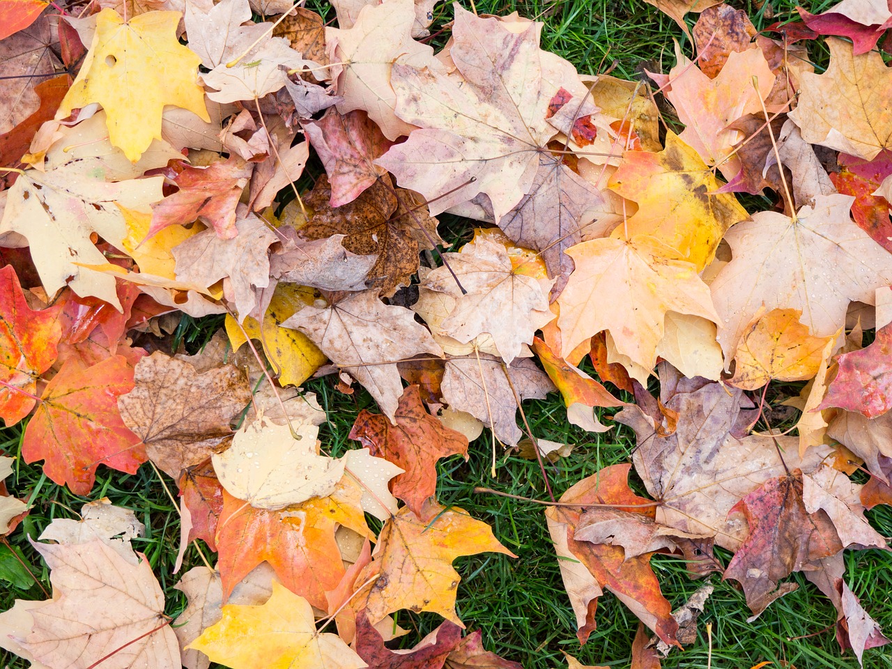 Image - leaves fall autumn nature grass