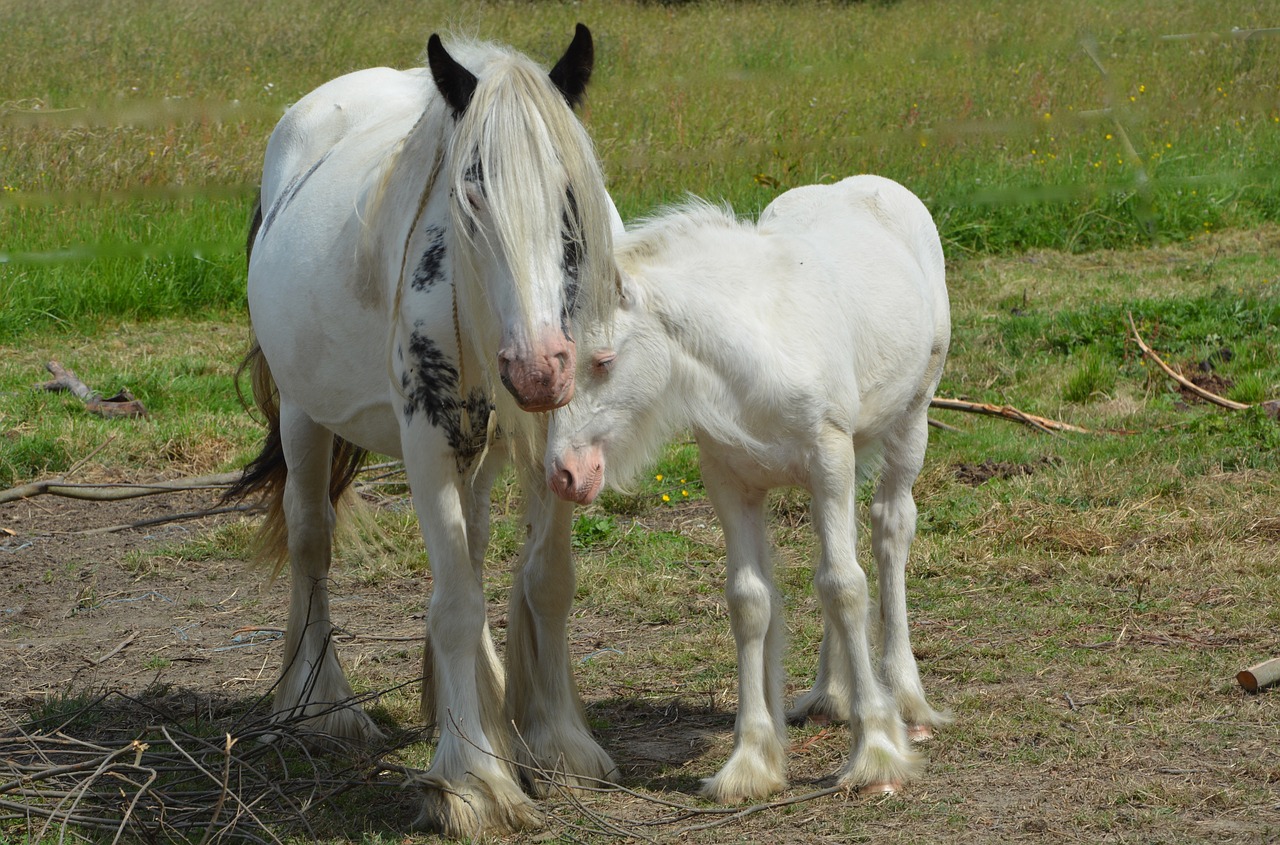 Image - mare foal equines horses horse