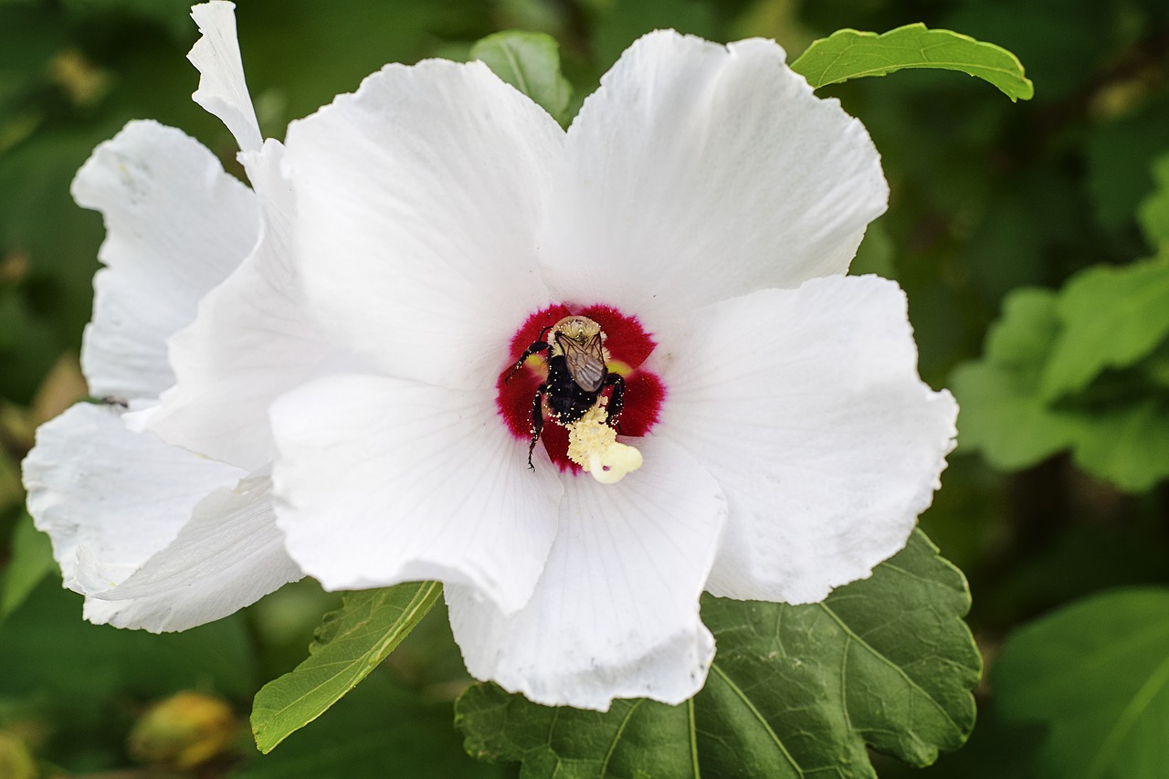 Image - flower bee insect nature spring