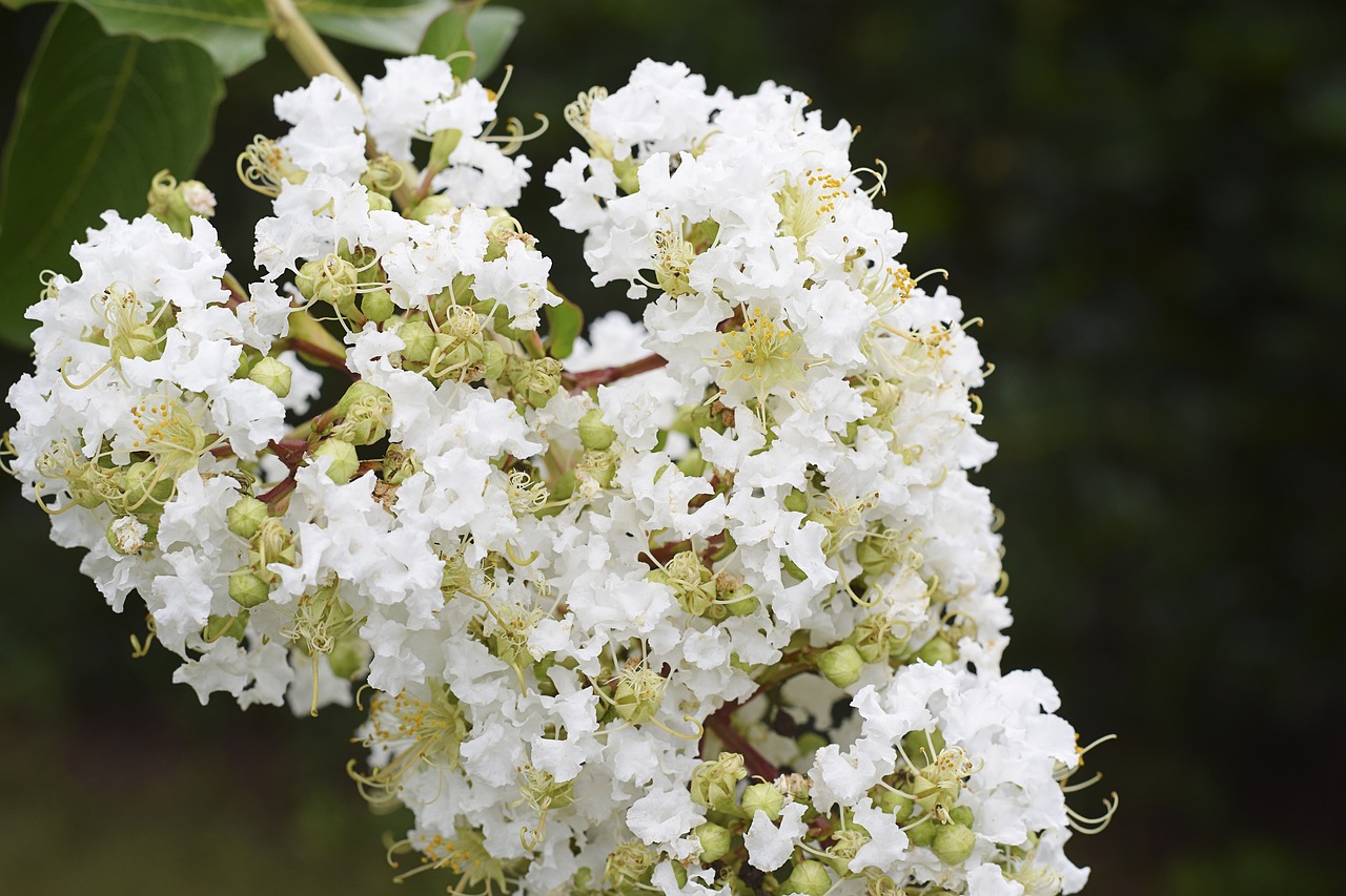 Image - flowers floral crape myrtle white