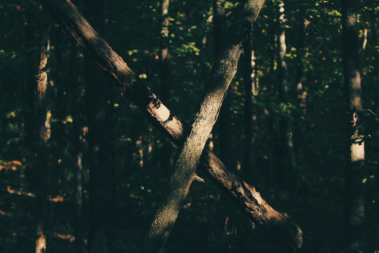 Image - trees forest woods branches cross