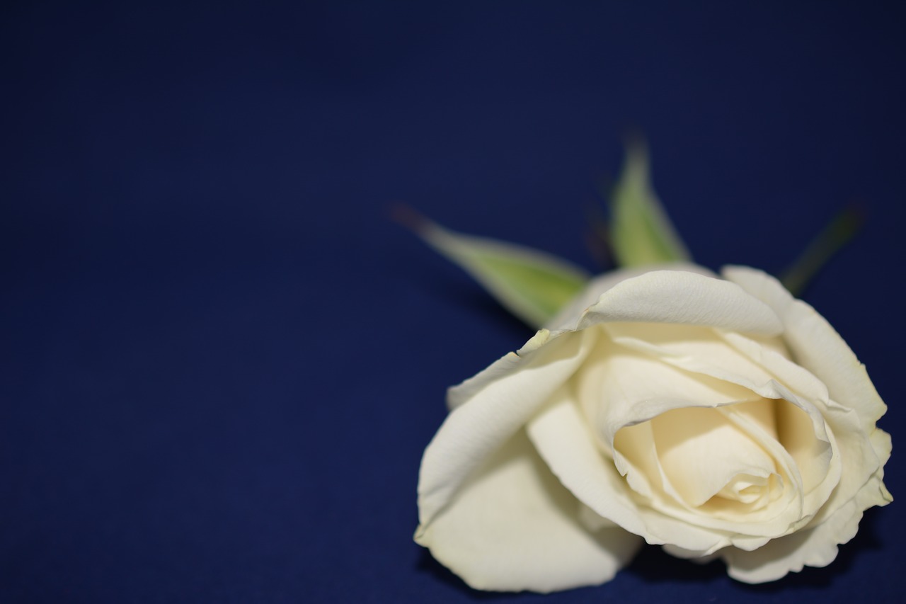 Image - ros flower background white rose