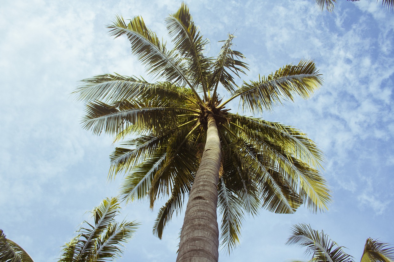 Image - palm trees blue sky clouds