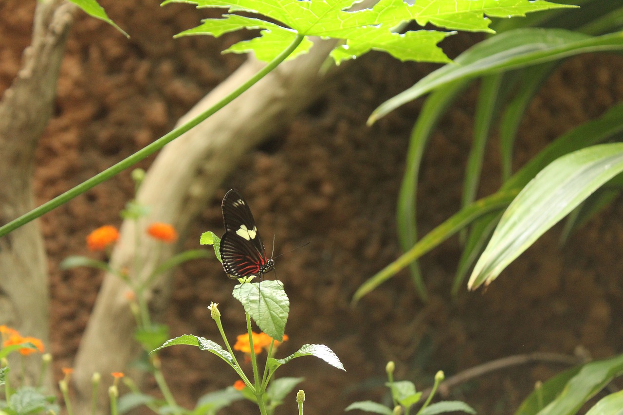 Image - butterfly outdoor springtime macro