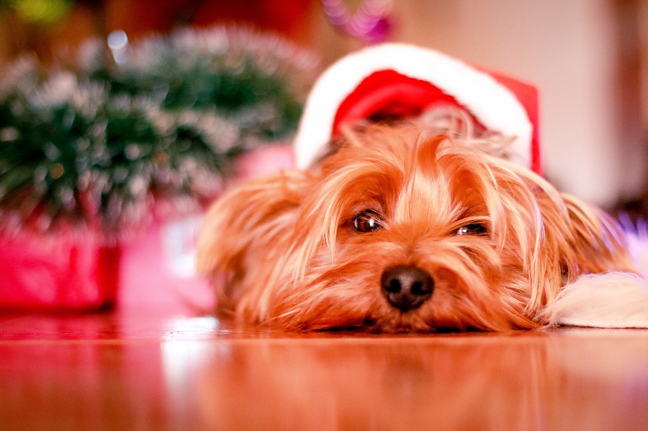 Image - dog puppy pet animals santa hat