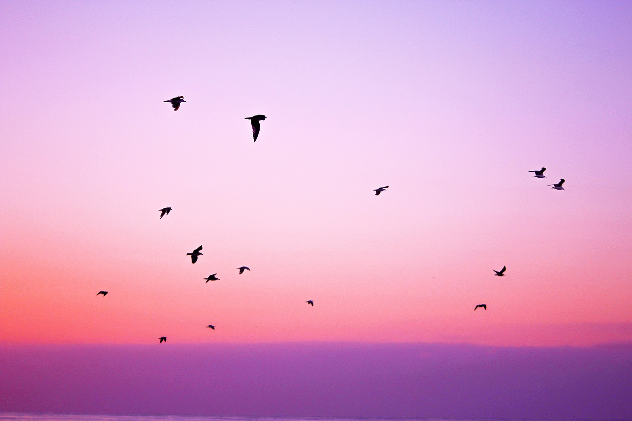 Image - pink purple sky birds flying