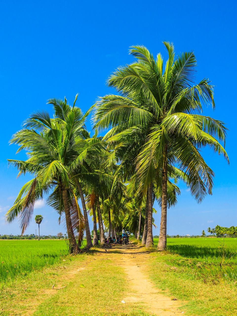 Image - palm trees grass field sunshine