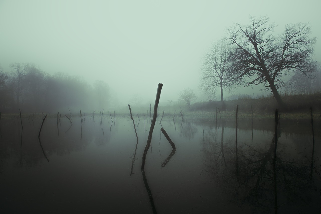 Image - fog foggy nature water river