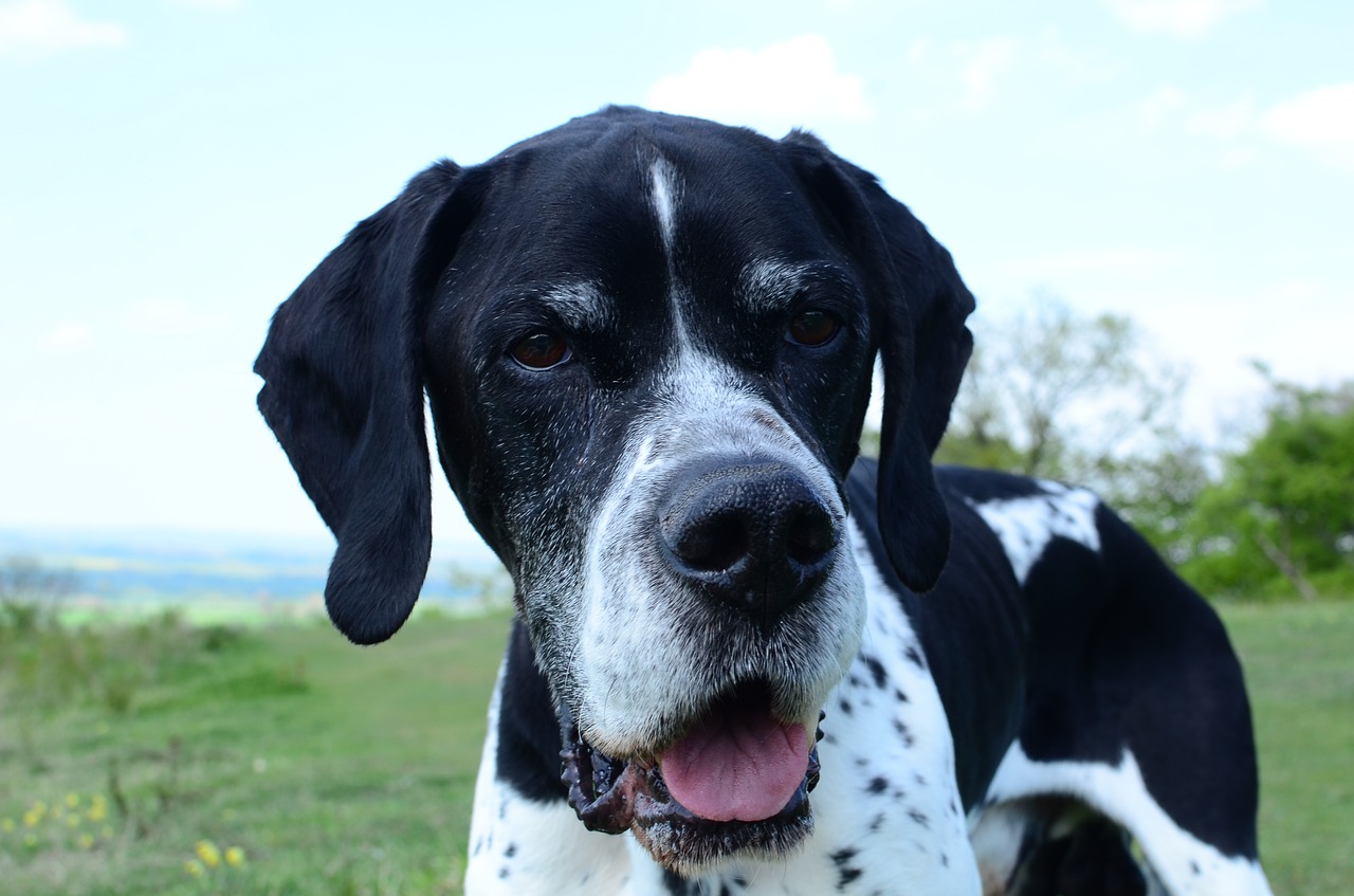 Image - domino english pointer gundog