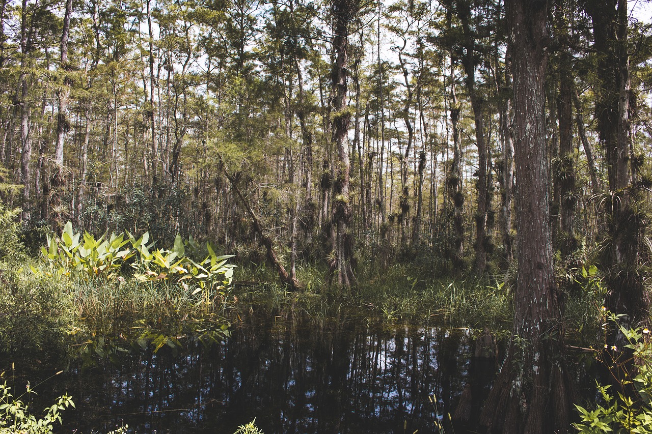 Image - pond water nature trees forest