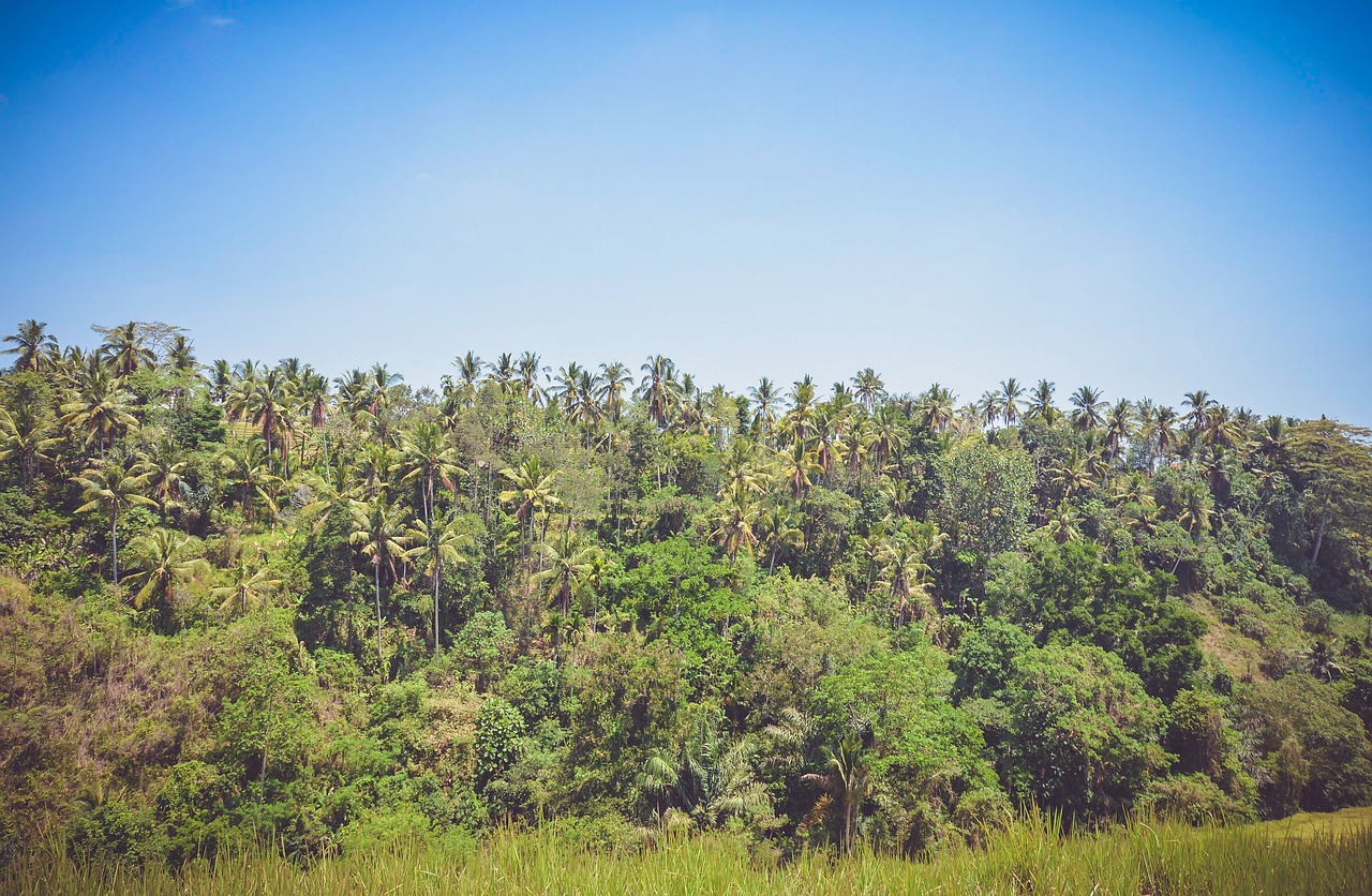 Image - green grass trees palm trees