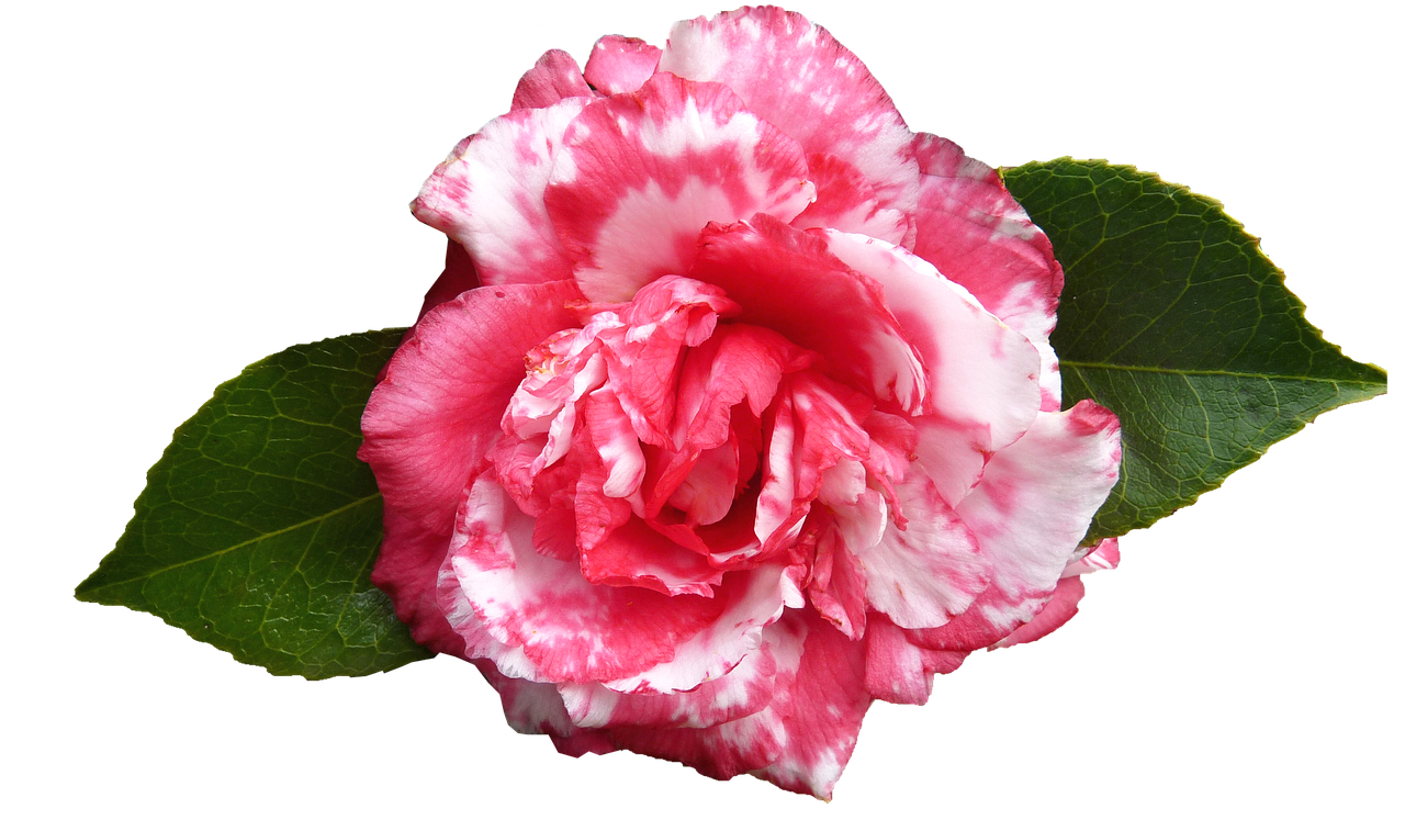 Image - camellia flower spring