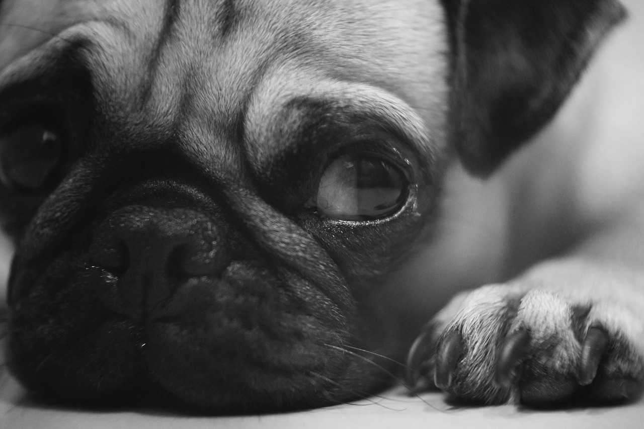 Image - pug dog animals side eyes paws