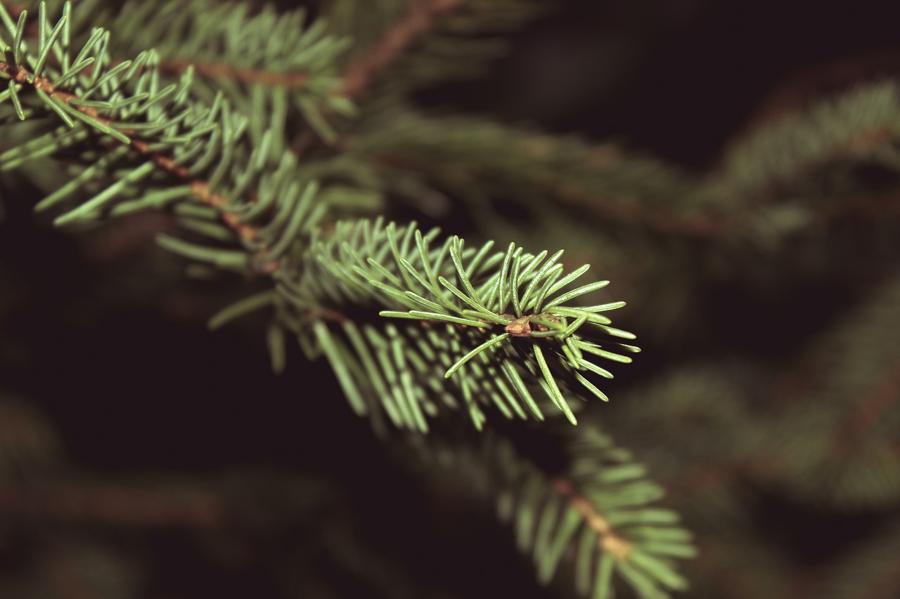 Image - christmas tree pine leaves nature