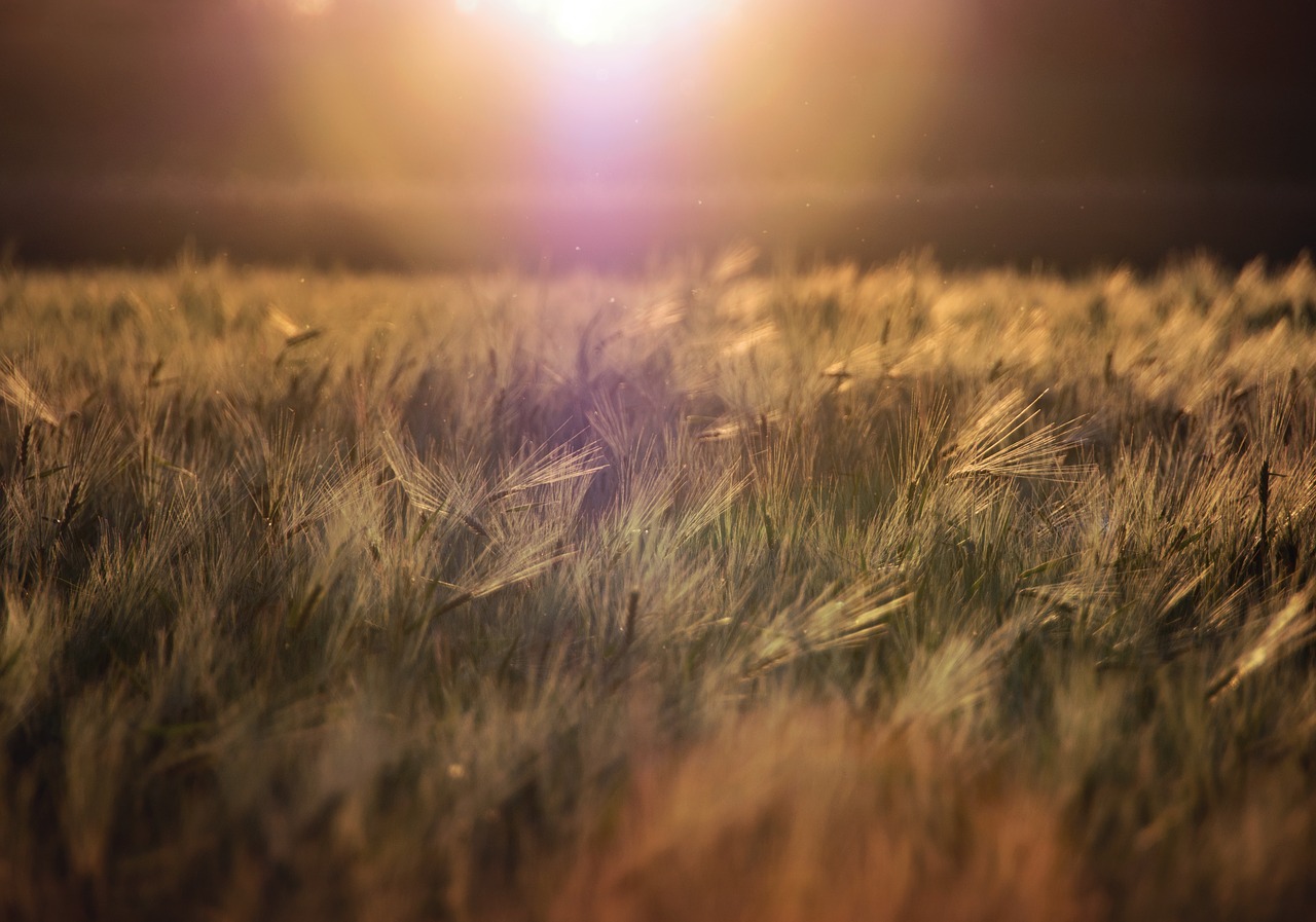 Image - grass nature sunset sun rays