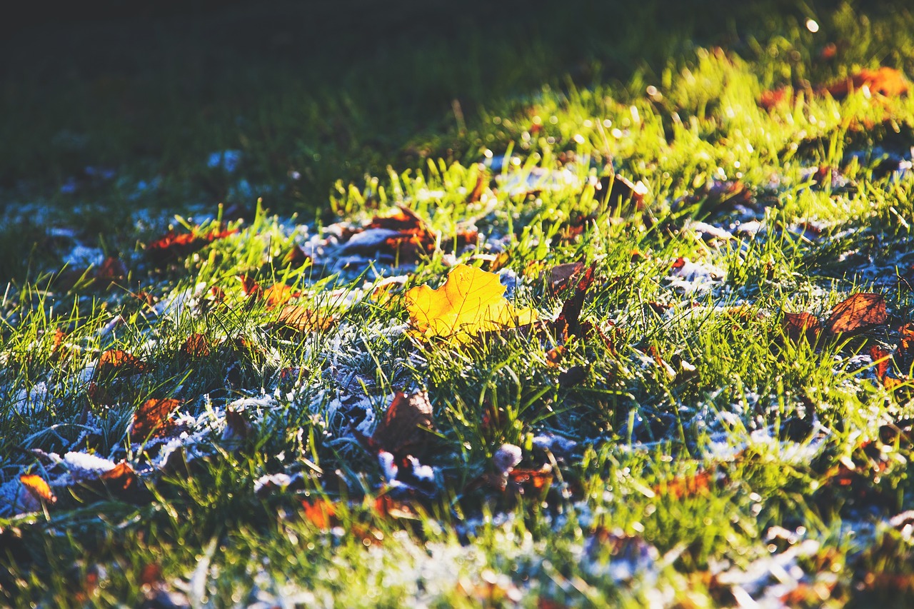 Image - green grass leaves ground frost