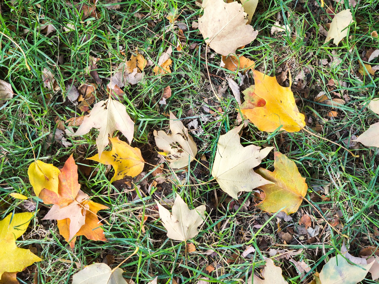 Image - grass ground leaves leaf fall