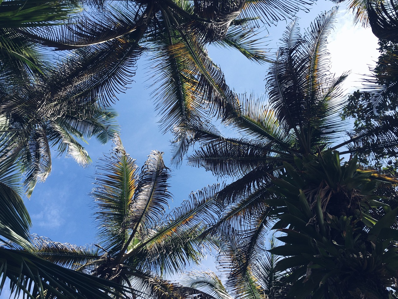 Image - palm trees blue sky sunshine