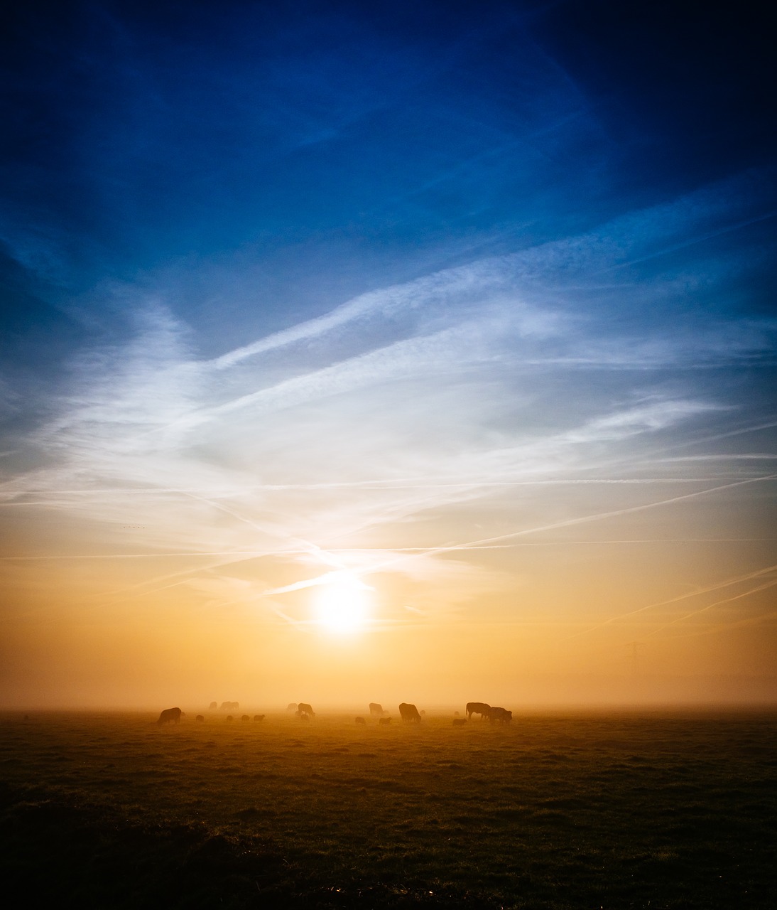 Image - sunrise morning dawn field grass