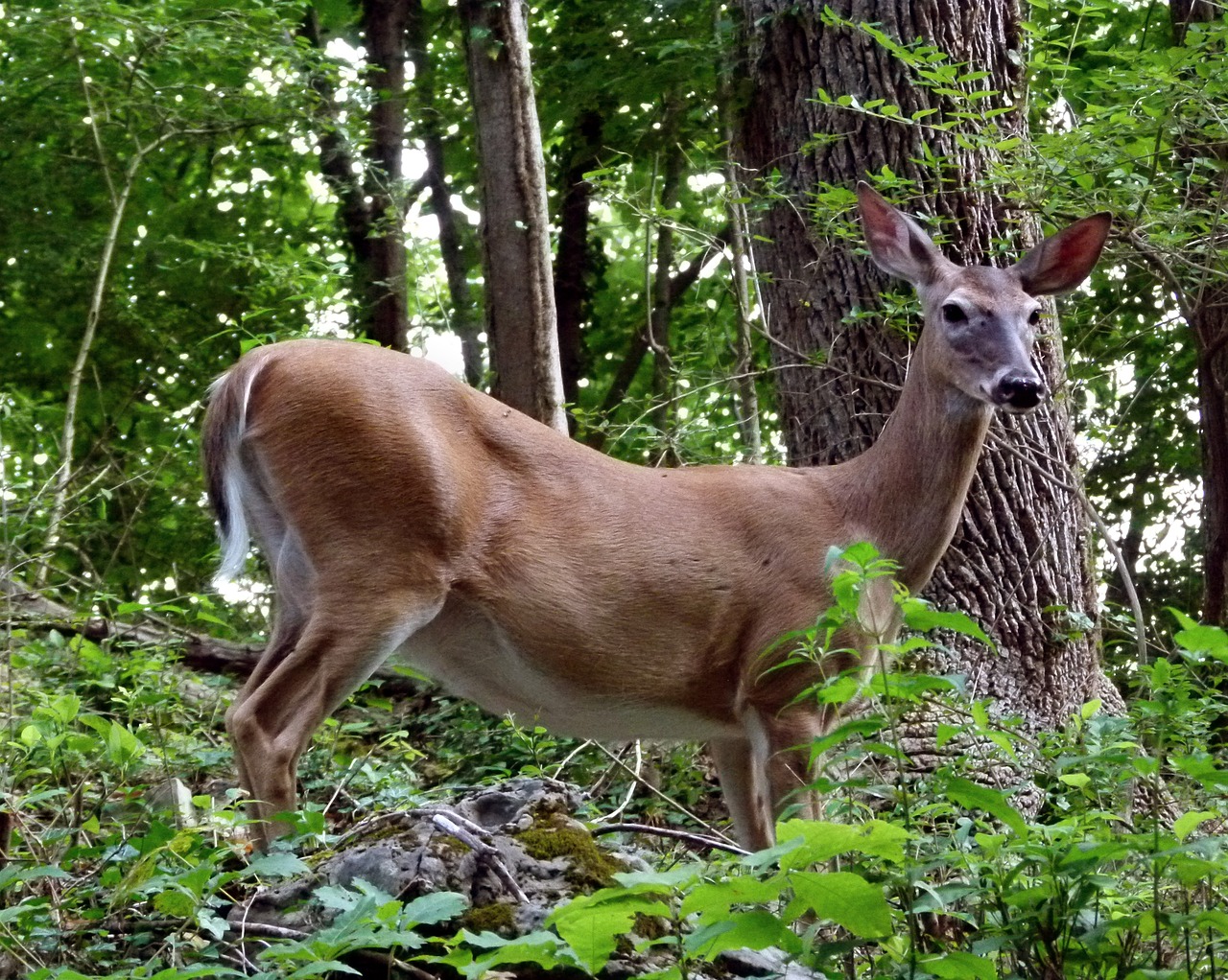 Image - deer white tailed white tail animal