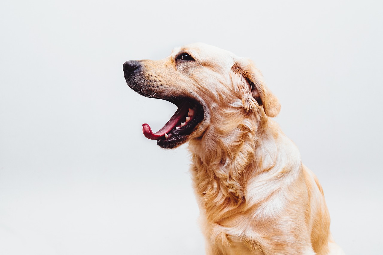 Image - dog pet golden retriever yawn