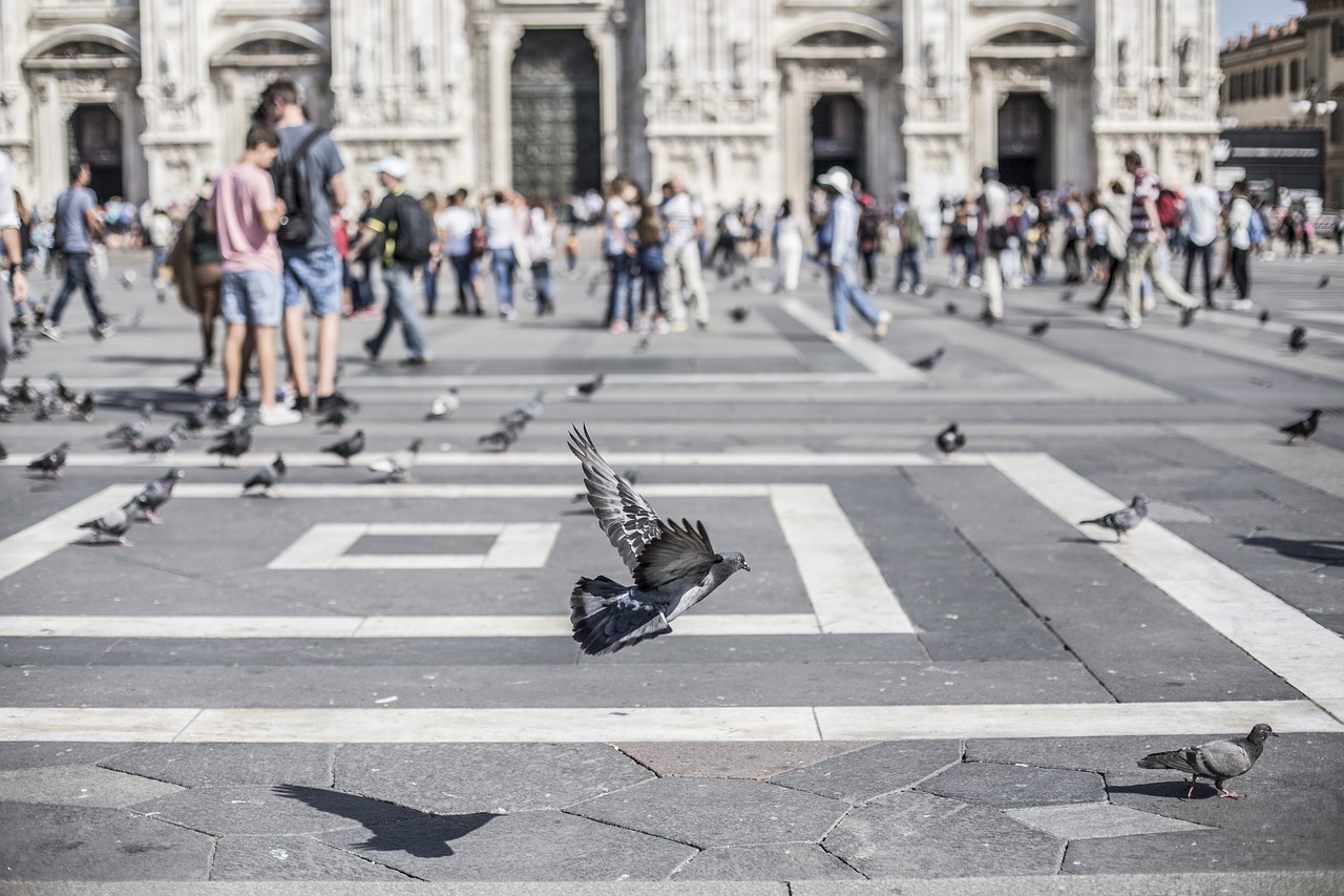 Image - birds pigeons animals people crowd