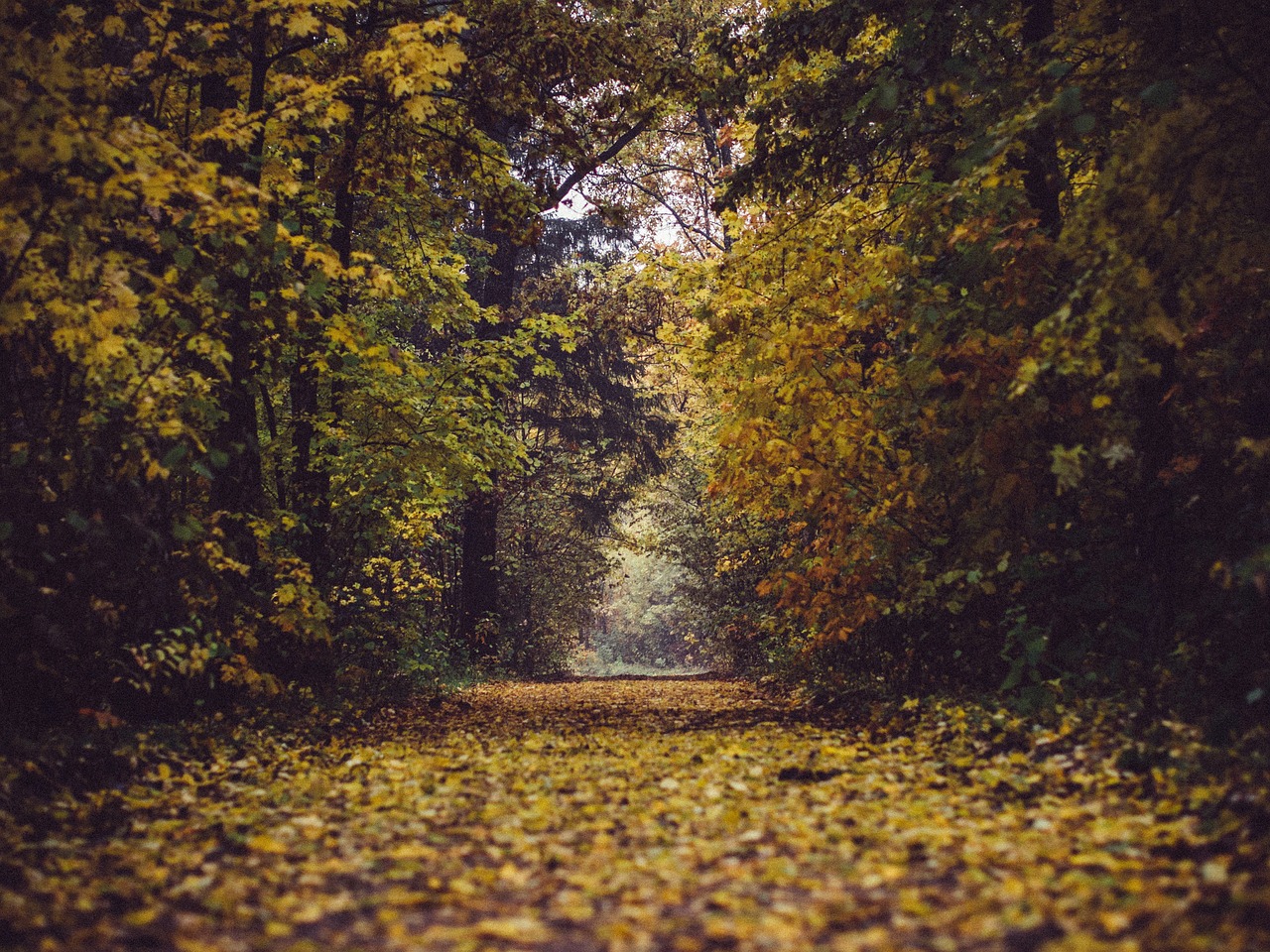 Image - park forest woods trees leaves