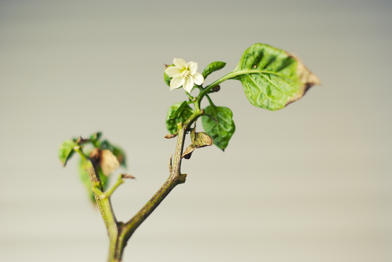 Image - green plant leaves paprika nature