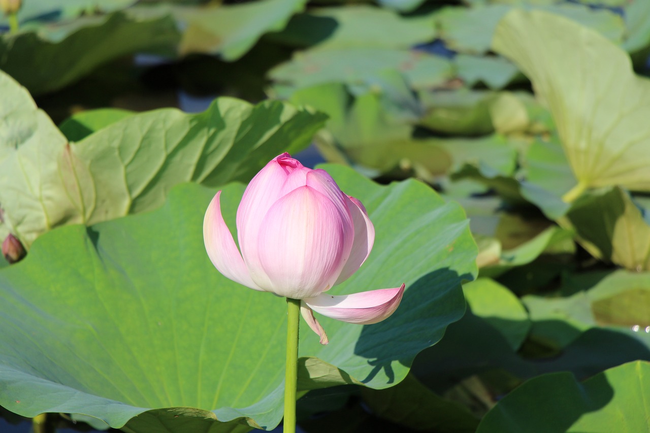 Image - changchun jingyuetan lotus