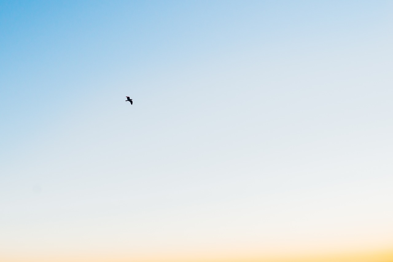 Image - blue sky sunshine summer bird