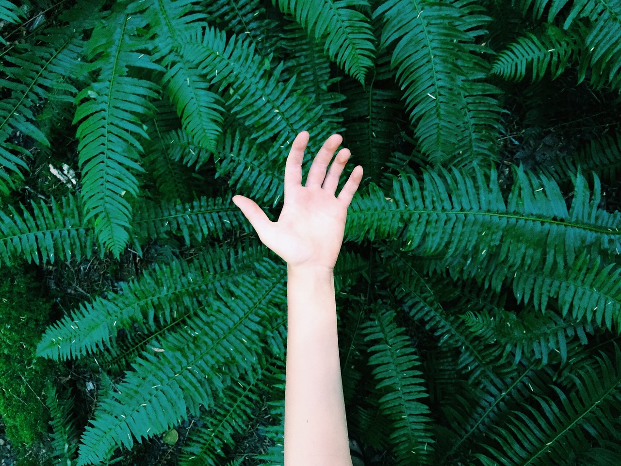 Image - hand green trees plants leaves