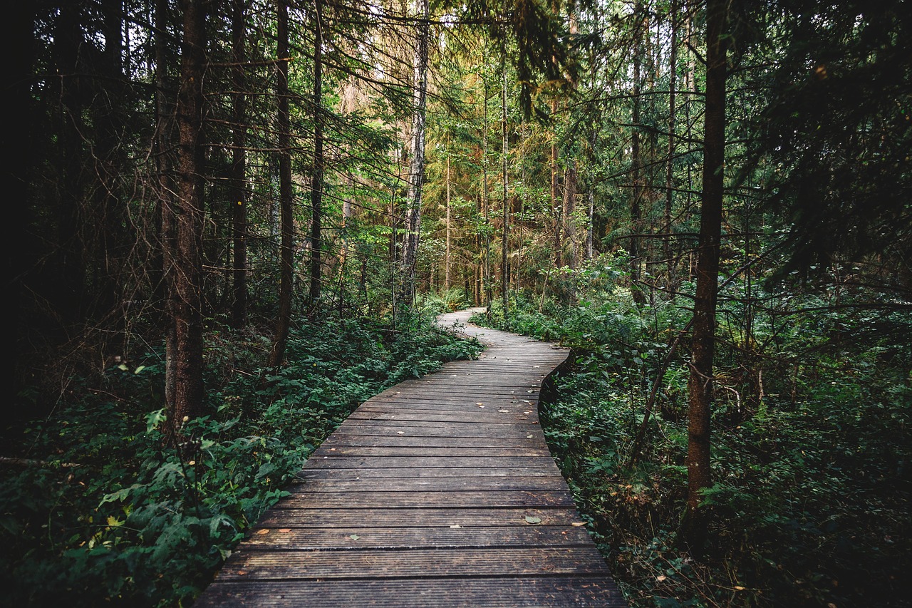 Image - forest woods trees nature path